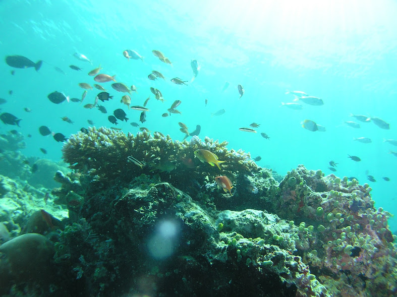 ダイビングの魅力 サンゴ礁