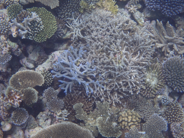 ダイビンググローブで珊瑚礁を守る